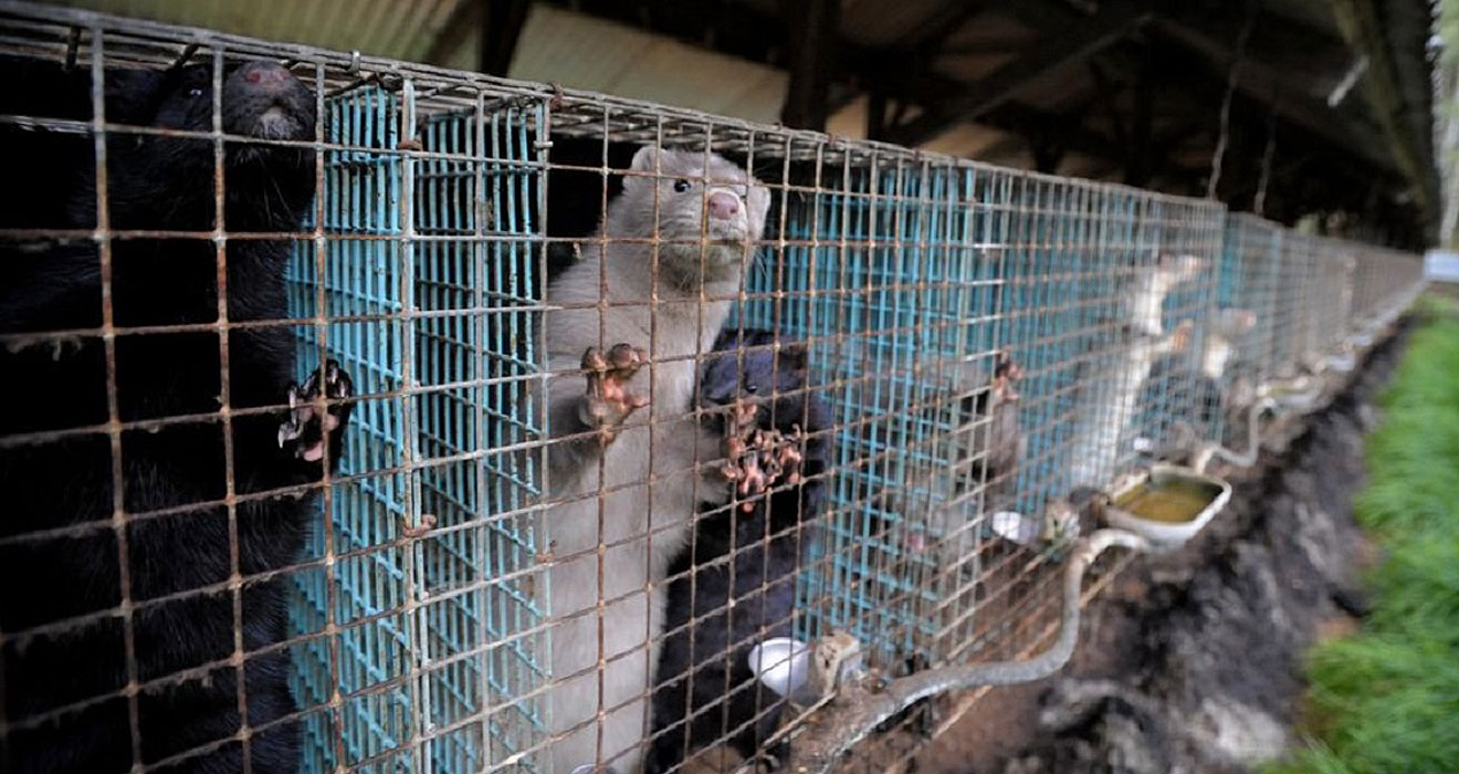 f0daa3d fur farm13200