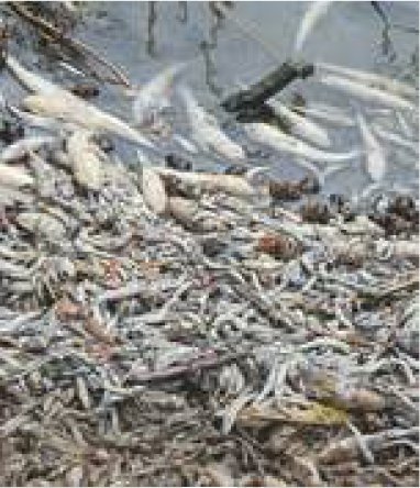 Чи буде у Корсуні чиста питна вода5