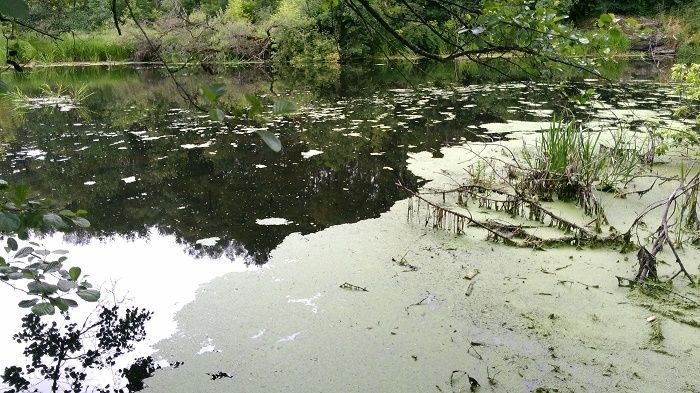 ХомораСлуч2