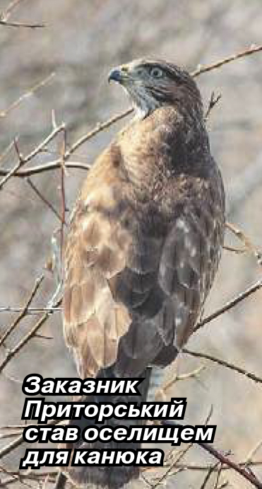 2018 ПЗФ Донеччини3