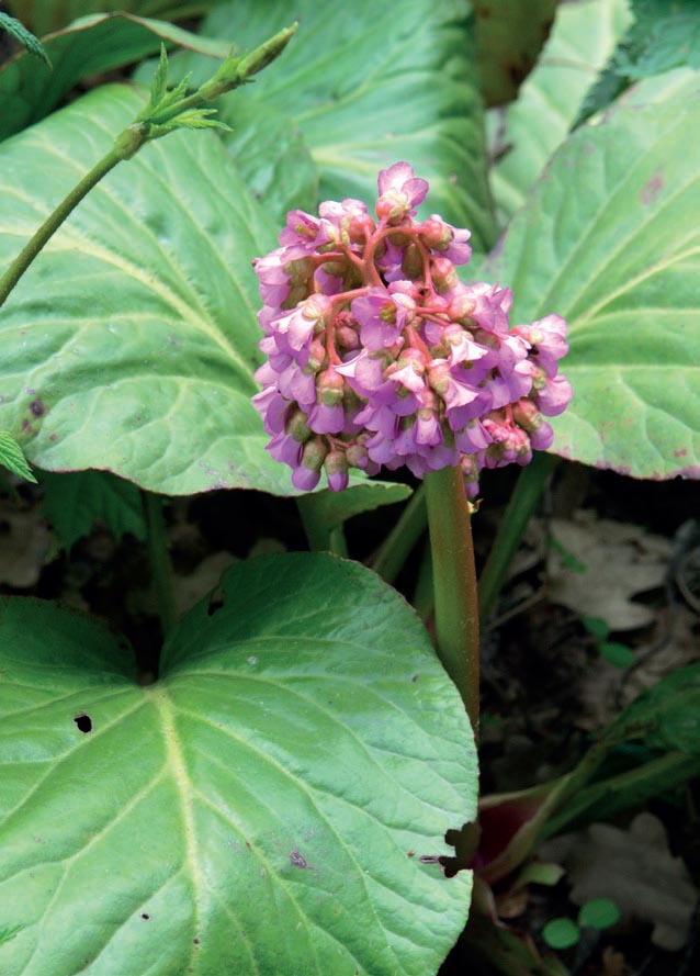 2019 Волинь Бадан товстолистии