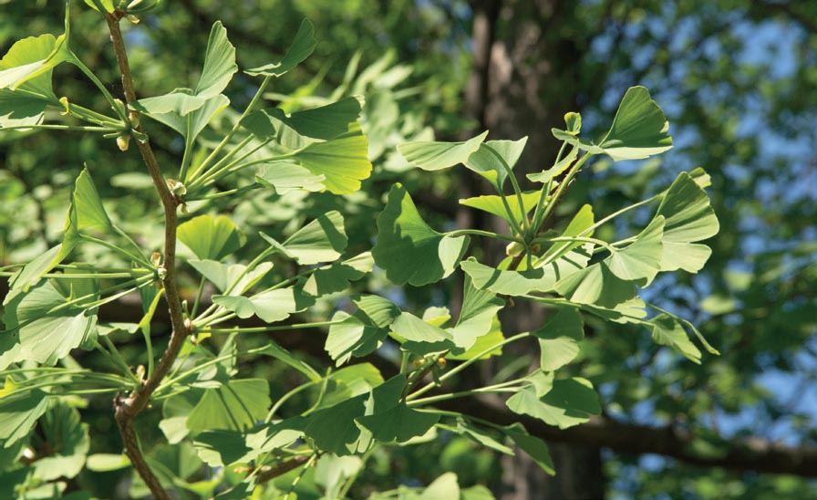 2019 Волинь Гінкго білоба