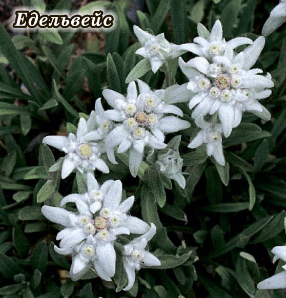 2019 Волинь Едельвеис