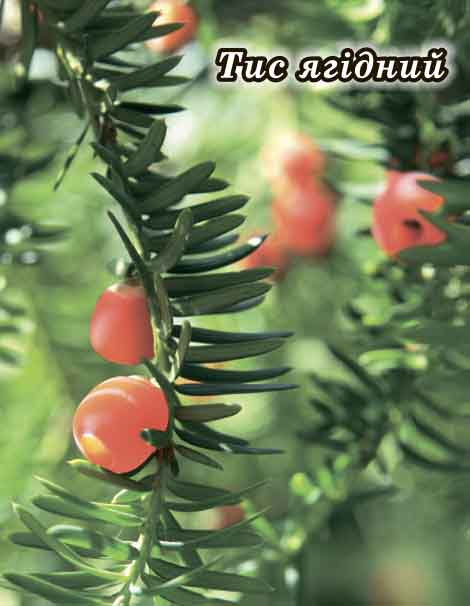 2019 Волинь Тис ягіднии