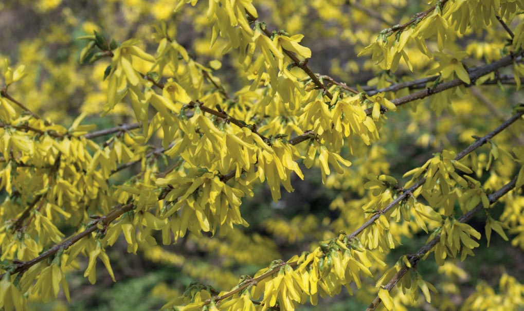 2019 Волинь Форзиція