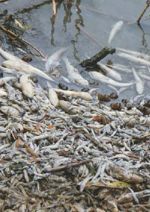 В Росі масово гине риба1