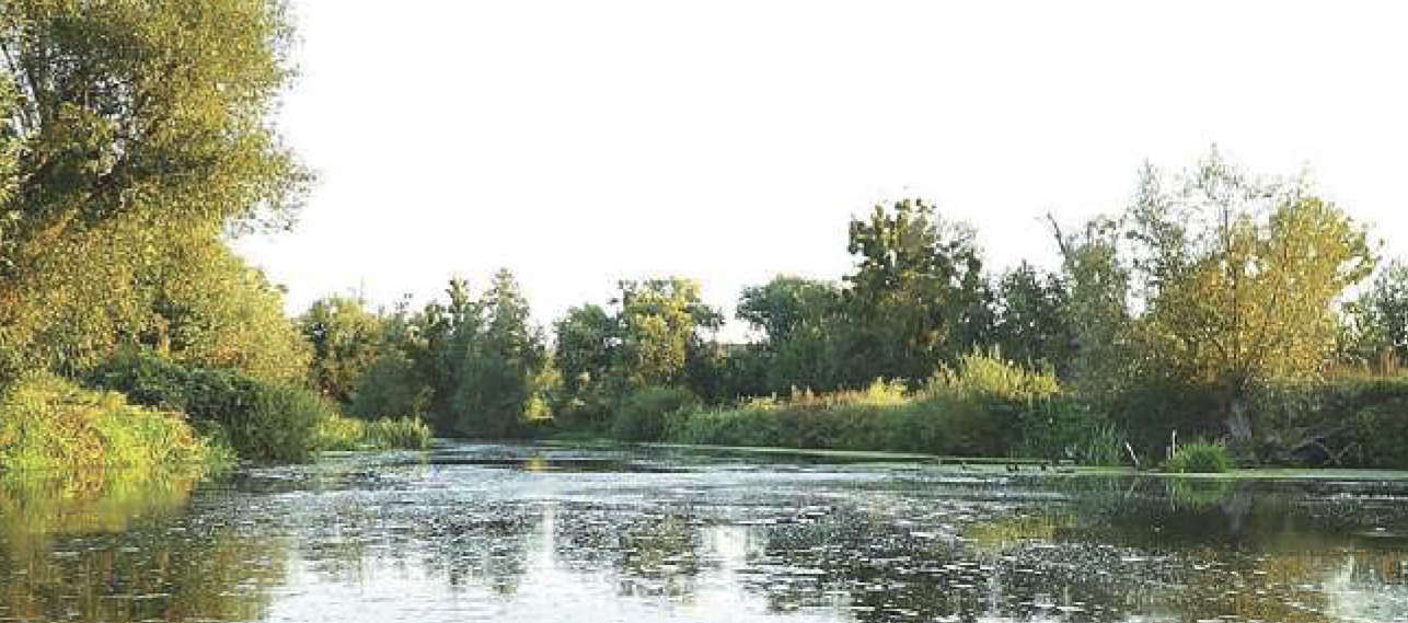 В Росі масово гине риба4