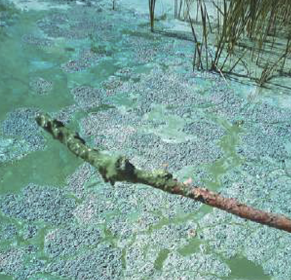 В Росі масово гине риба5