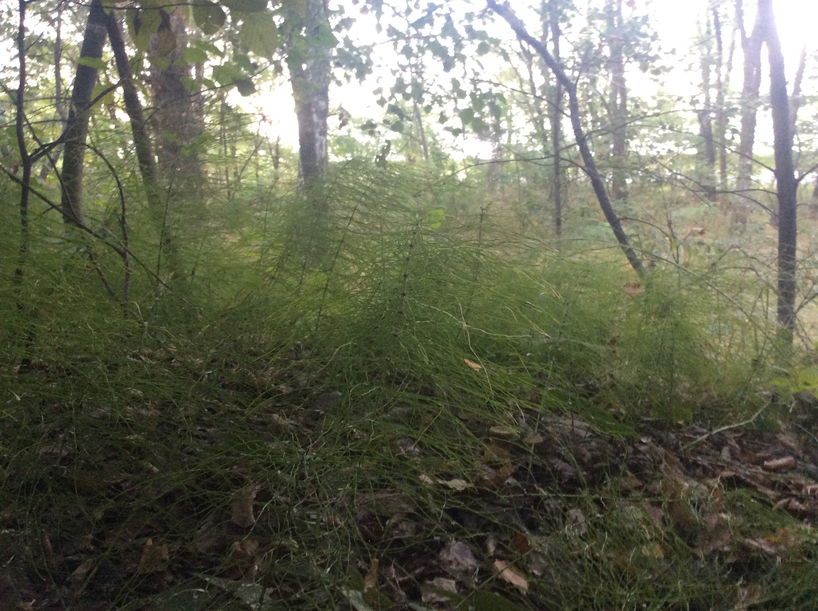 ЕКО стежки 3 Заказник Хвощ великии