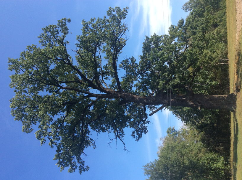 ЕКО стежки 4 400 річнии Катюжанськии дуб