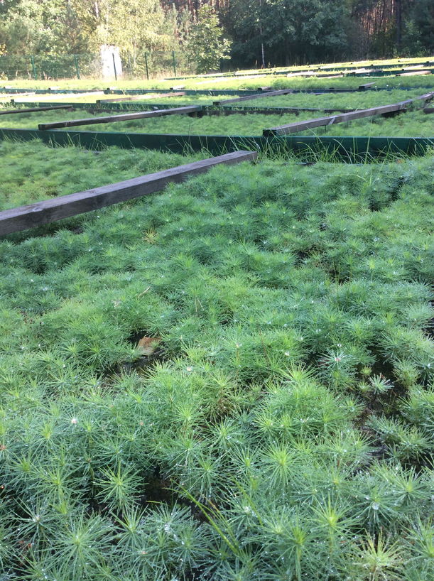 ЕКО стежки 6 Руднянське лісництво. Розмноження сосни