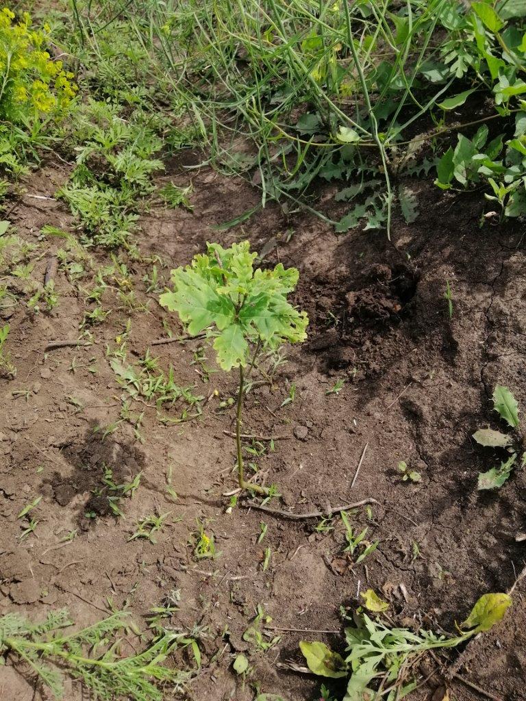 Екоакція Добропілля 12