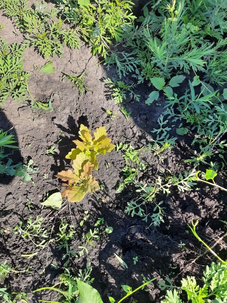 Екоакція Добропілля 3