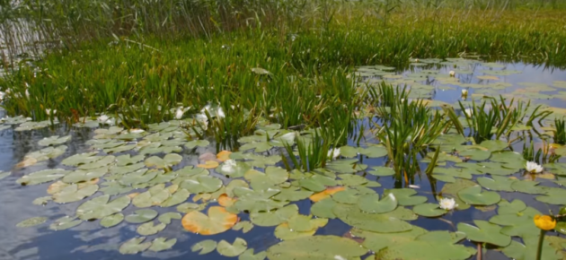 Заплава річки Стохід Волинська область