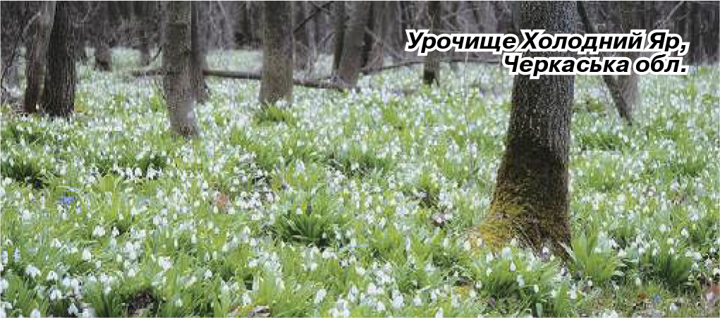 ПЗФ Урочище Холоднии яР