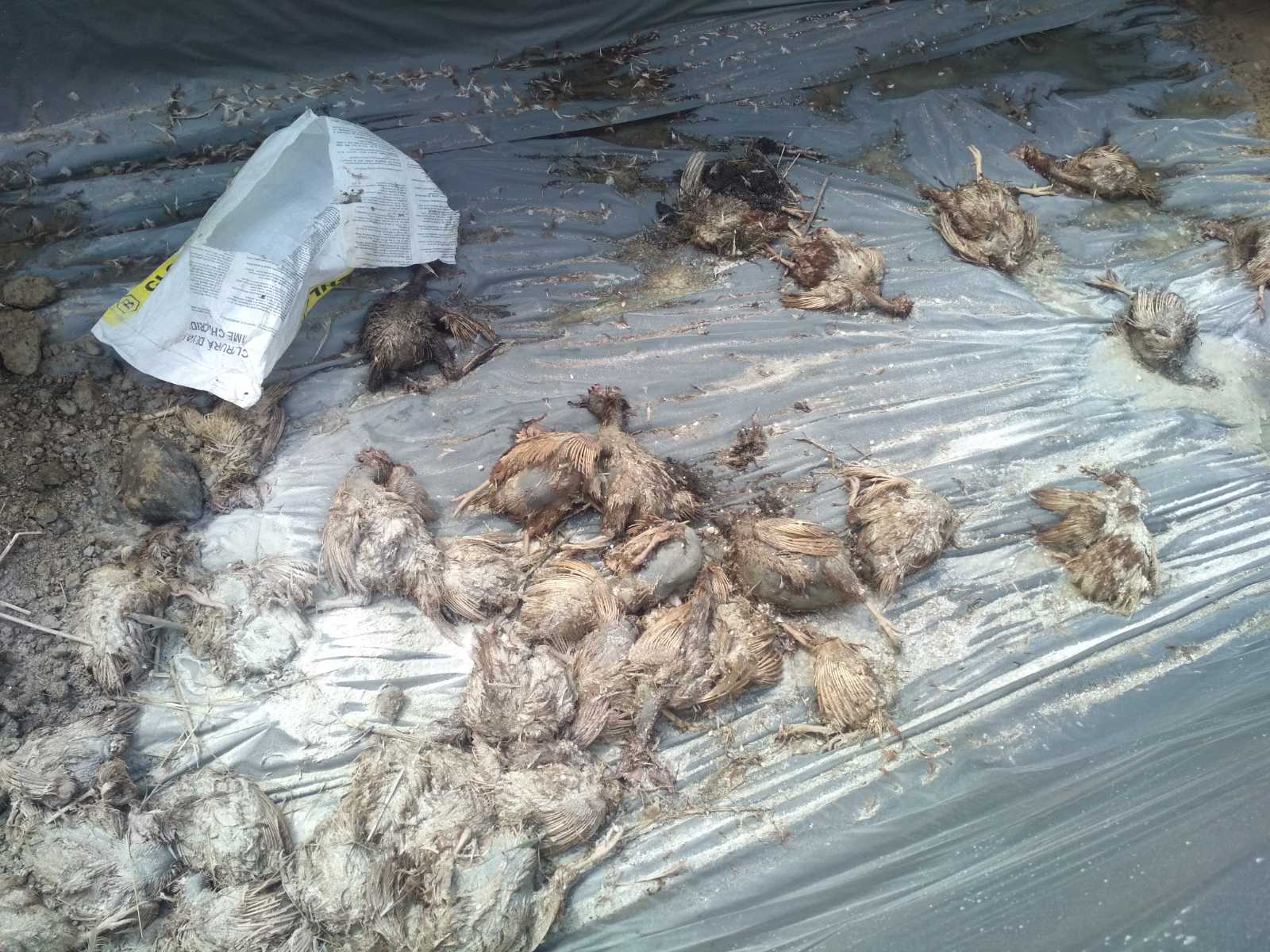 Полтава Загибель куреи10