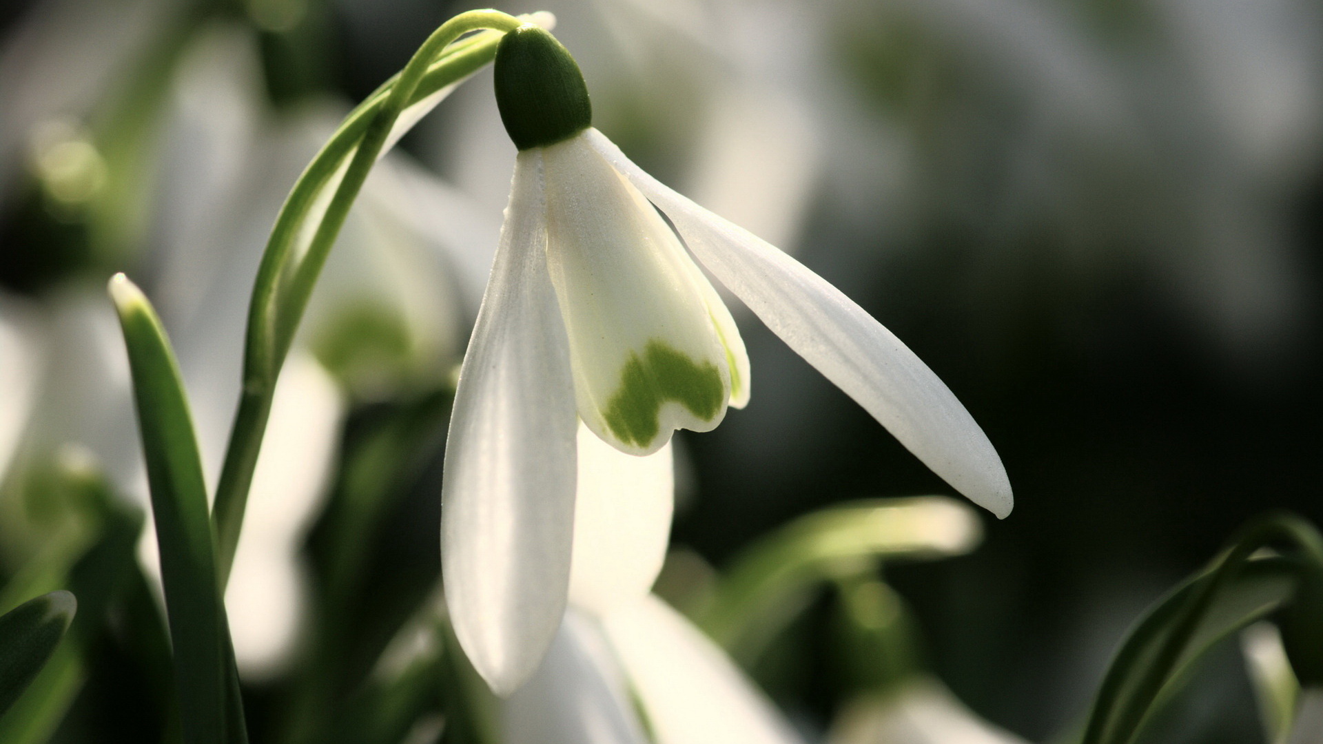 Galanthus nivalis