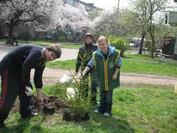 akcii Posady_derevo_Cherkasy