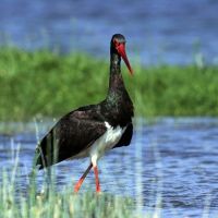 Всесвітніи день_дикоі_природи2