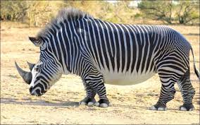 zebra GMO